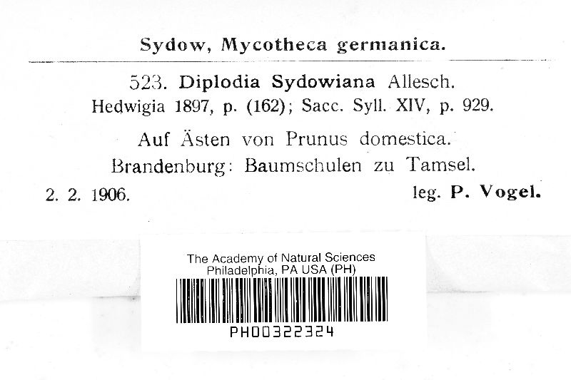 Diplodia sydowiana image