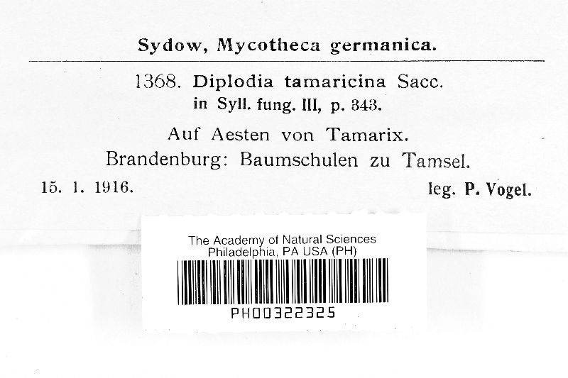 Diplodia tamaricina image