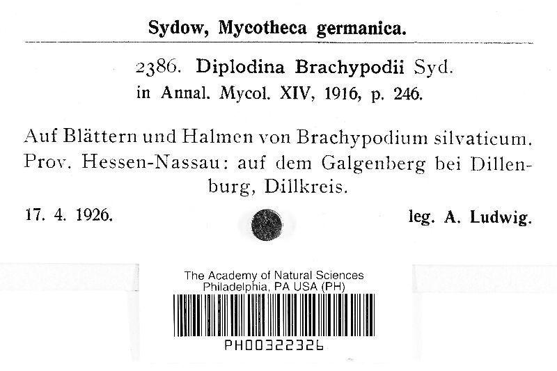 Ascochyta brachypodii image
