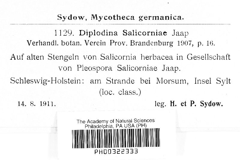 Diplodia salicorniae image