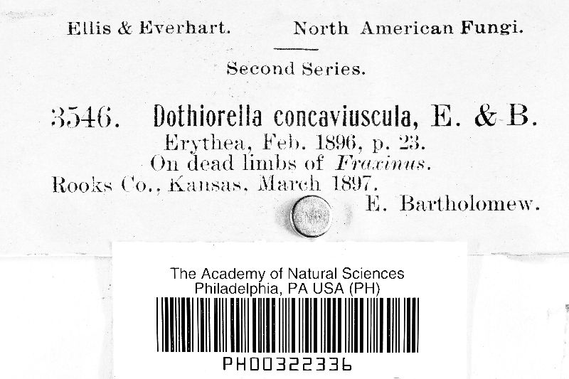 Dothiorella concaviuscula image