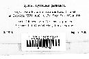 Hendersonia atramentaria image