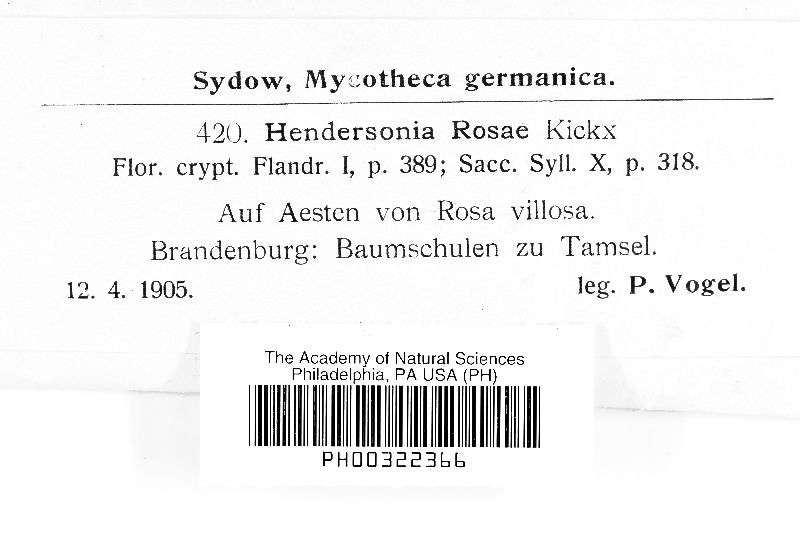 Hendersonia rosae image