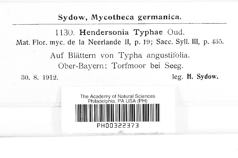 Hendersonia typhae image