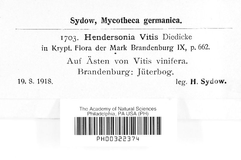 Hendersonia vitis image