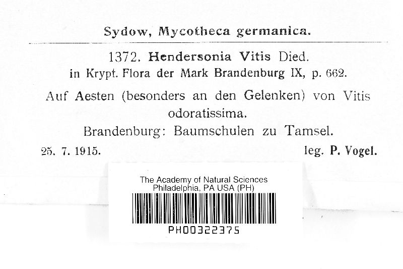 Hendersonia vitis image