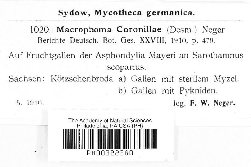 Macrophoma coronillae image