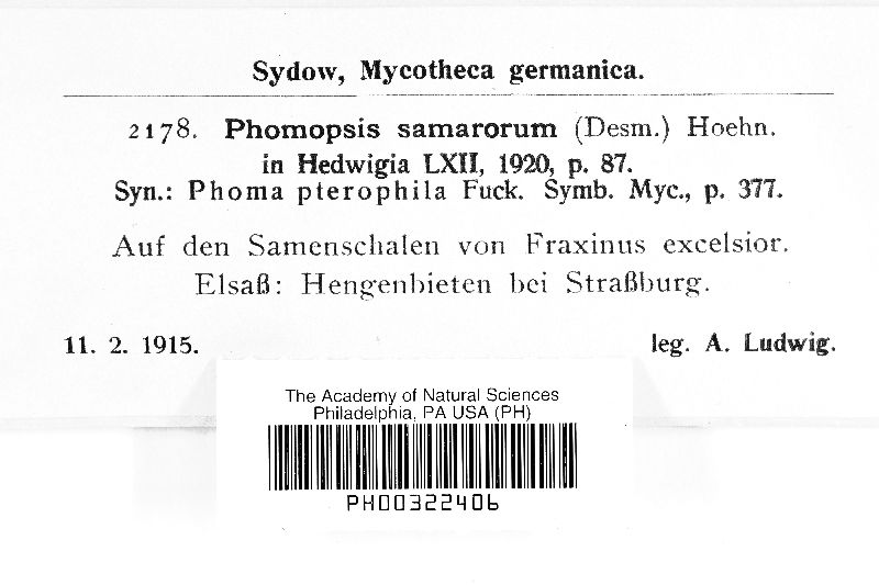Phomopsis samarorum image