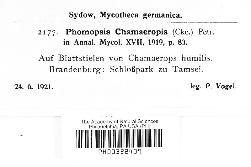 Phomopsis chamaeropsis image