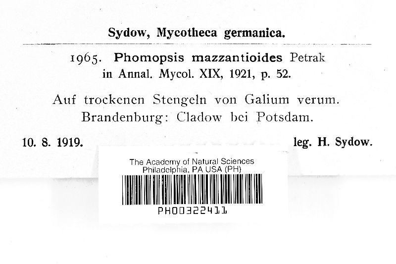 Phomopsis mazzantioides image