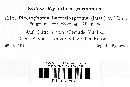 Plectophoma bacteriosperma image