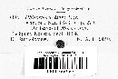 Mycosphaerella mori image