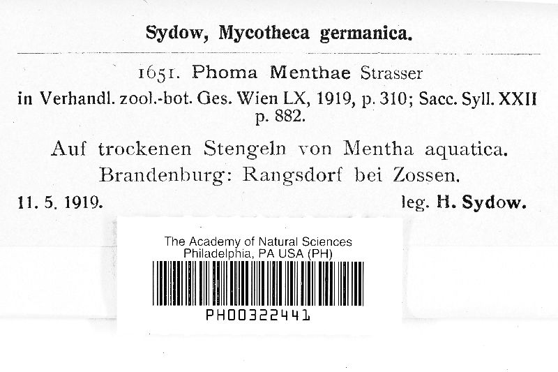 Phoma menthae image