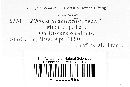 Neophoma graminella image