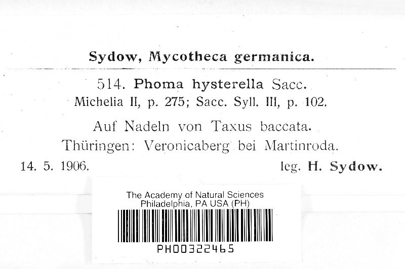Phyllostictina hysterella image
