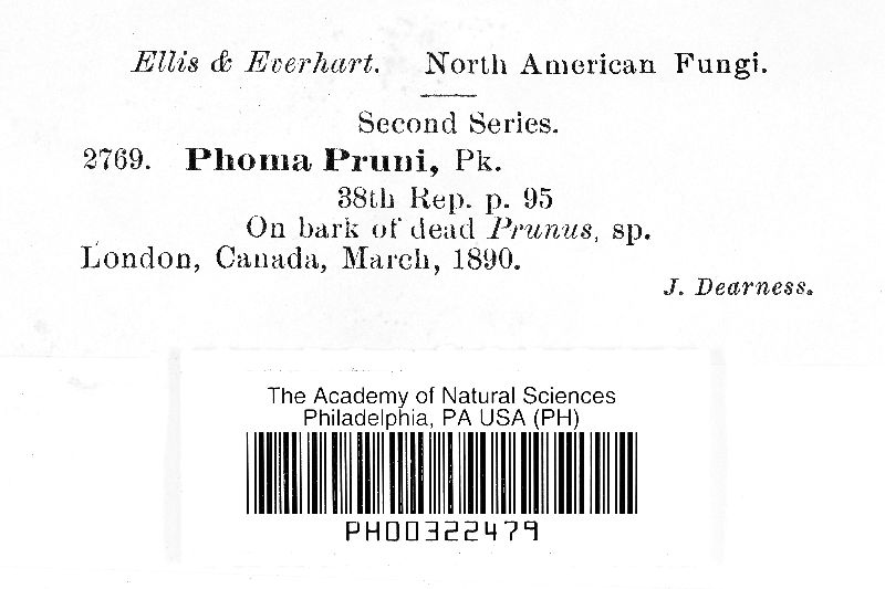 Phoma pruni image