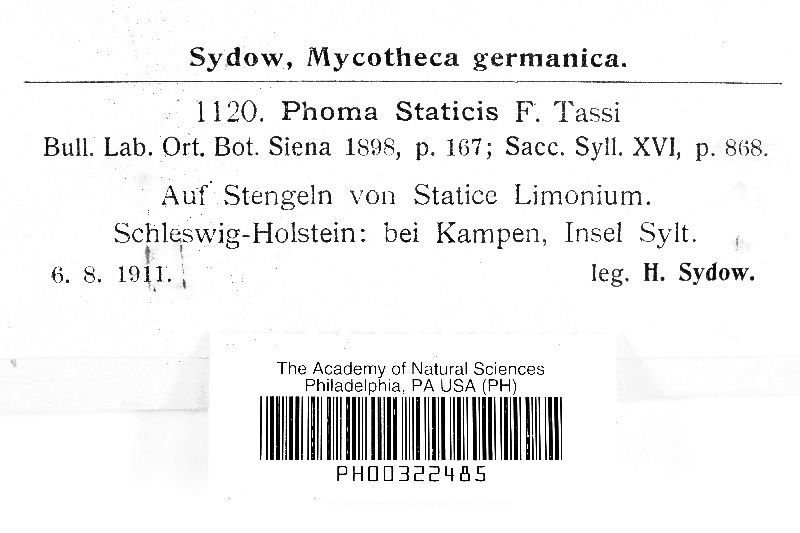 Phoma statices image