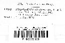 Phyllosticta clethricola image
