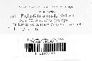 Phyllosticta kalmicola image