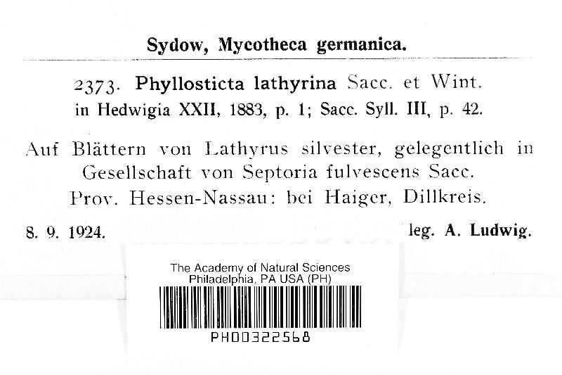 Phyllosticta lathyrina image