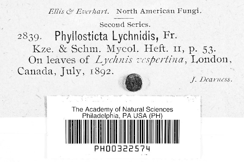 Phyllosticta lychnidis image