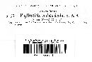 Phyllosticta verbascicola image