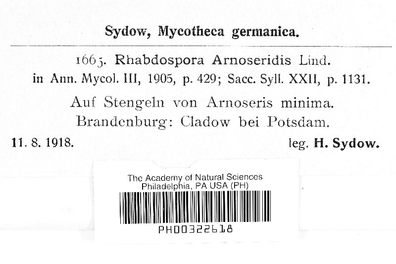 Rhabdospora arnoseridis image