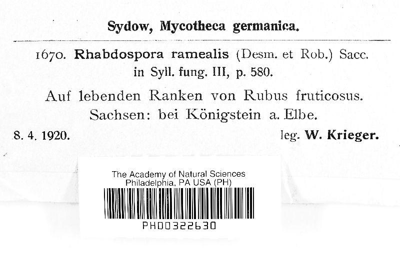 Septocyta ruborum image