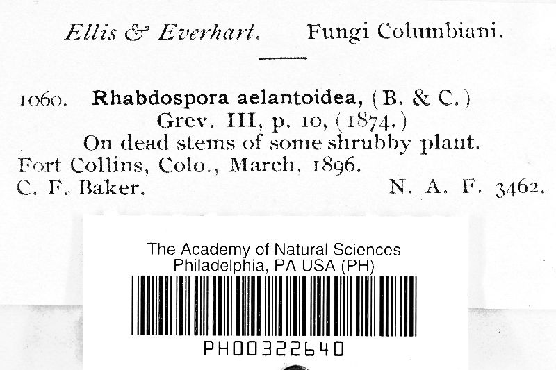 Rhabdospora allantoidea image
