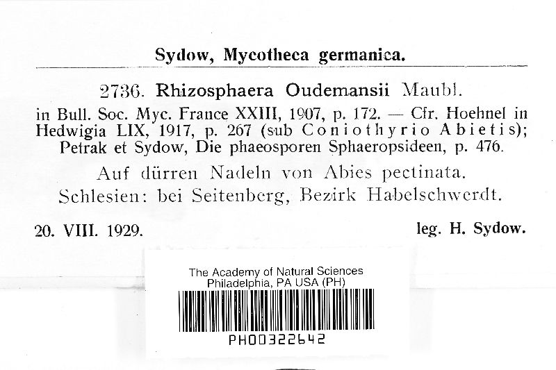 Rhizosphaera oudemansii image