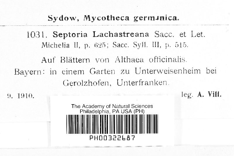 Septoria lachastreana image