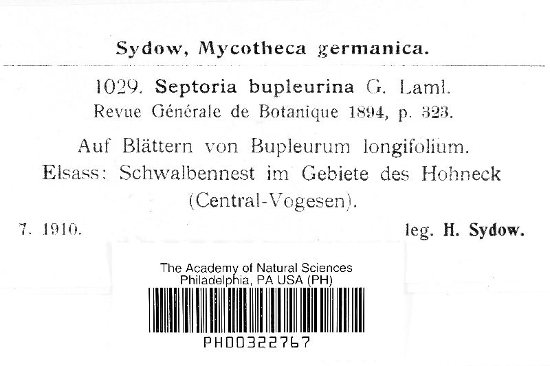 Septoria bupleurina image