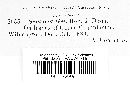 Septoria gei image