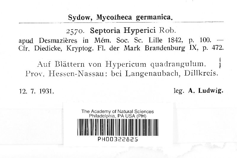 Septoria hyperici image