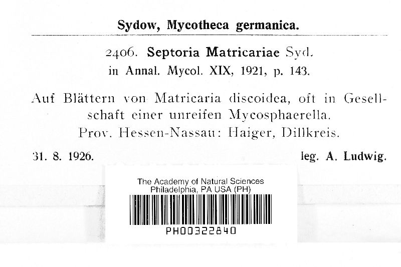 Septoria matricariae image