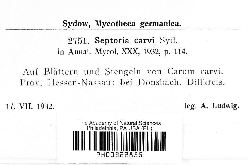 Septoria carvi image