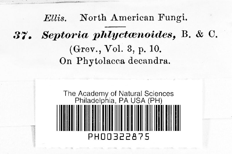 Septoria phlyctaenoides image