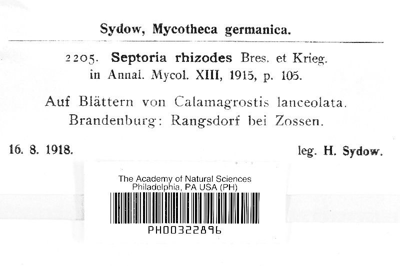 Septoria rhizodes image