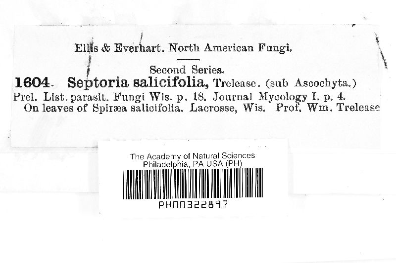 Septoria salicifolia image