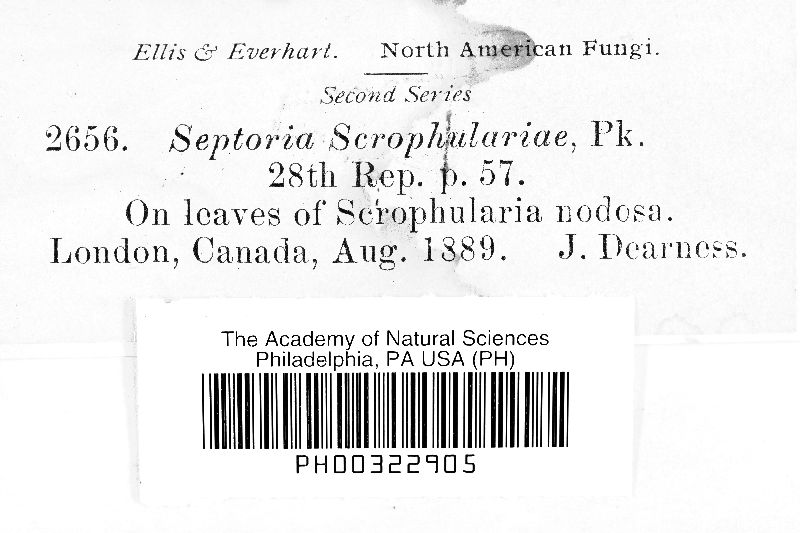 Septoria scrophulariae image