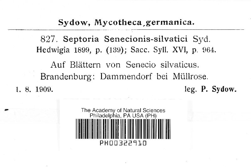 Septoria senecionis-silvaticae image