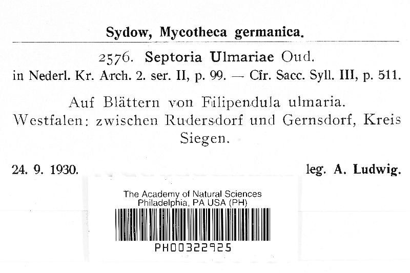 Septoria ulmariae image