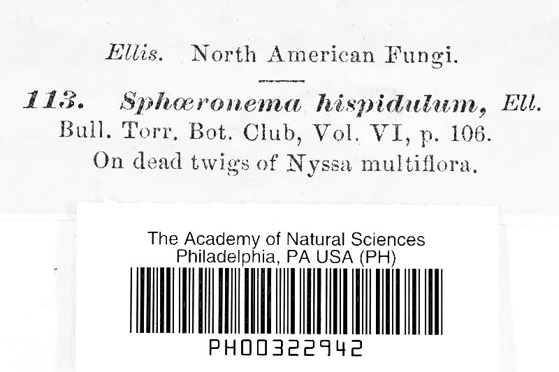 Morrisographium hispidulum image
