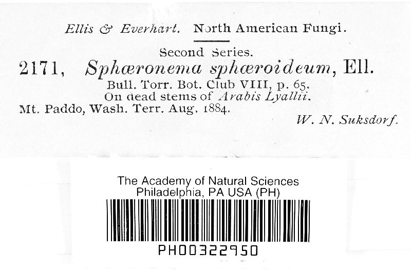 Sphaeronaema image