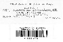 Sphaeronaema sphaeroideum image