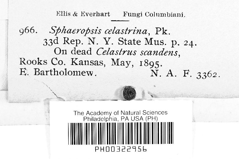 Sphaeropsis celastrina image