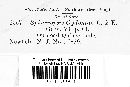 Sphaeropsis cydoniae image