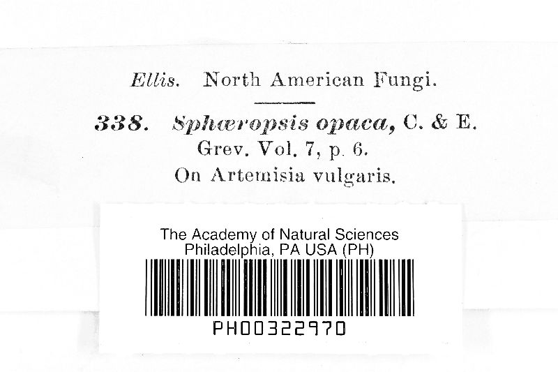 Sphaeropsis opaca image