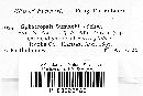 Sphaeropsis sumachi image
