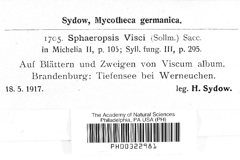 Phaeobotryosphaeria visci image